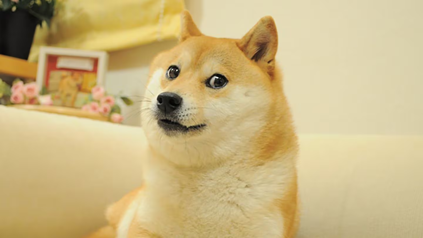 Kabosu, chú chó đằng sau meme Doge huyền thoại vừa qua đời