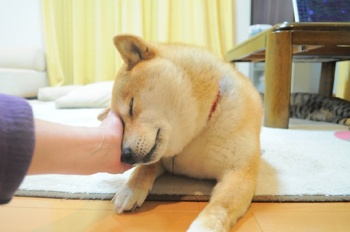 Kabosu, chú chó đằng sau meme Doge huyền thoại vừa qua đời